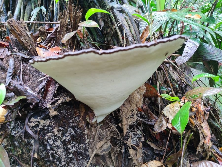 A large bracket fungus growing from the forest floor.