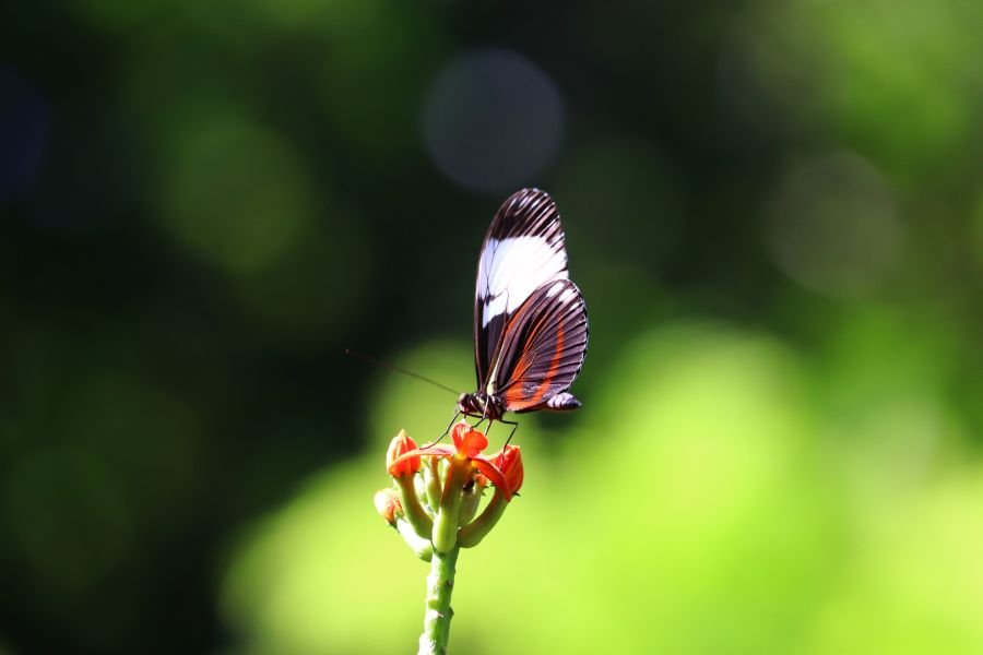 A black, white and red butterfly feeding on an orange flower.