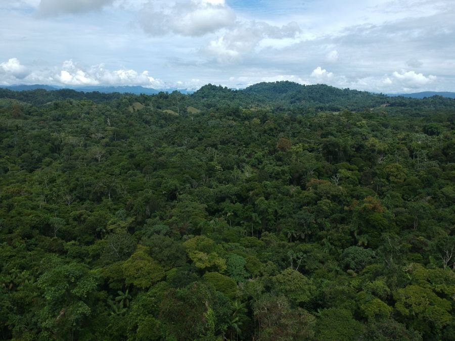 Drone view over the forest canopy.
