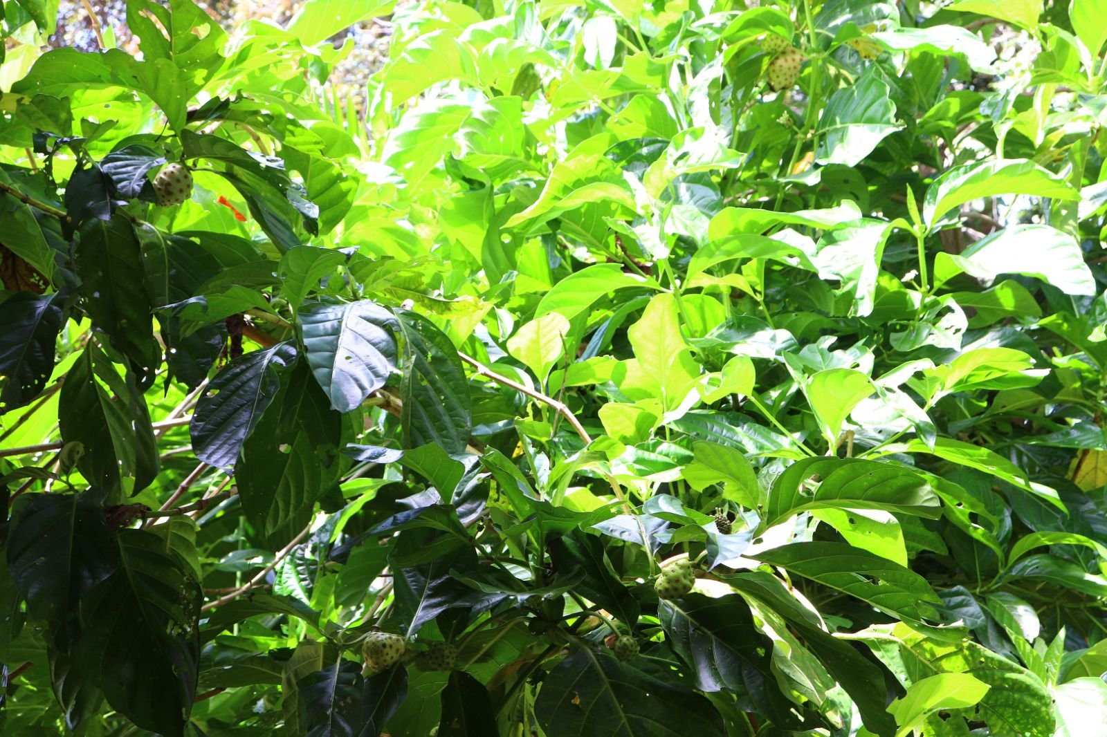 Sunlight through the leaves of the forest canopy.