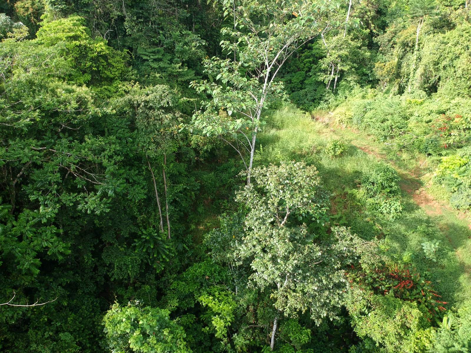 Drone view looking down on the dense green canopy of Solarpunk Forest.