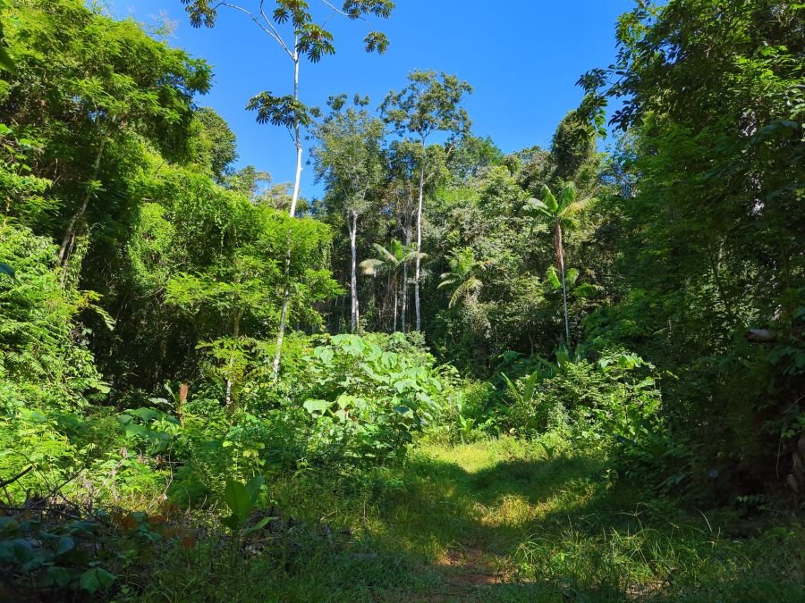 A sunny clearing surrounded by dense rainforest in Solarpunk Forest.