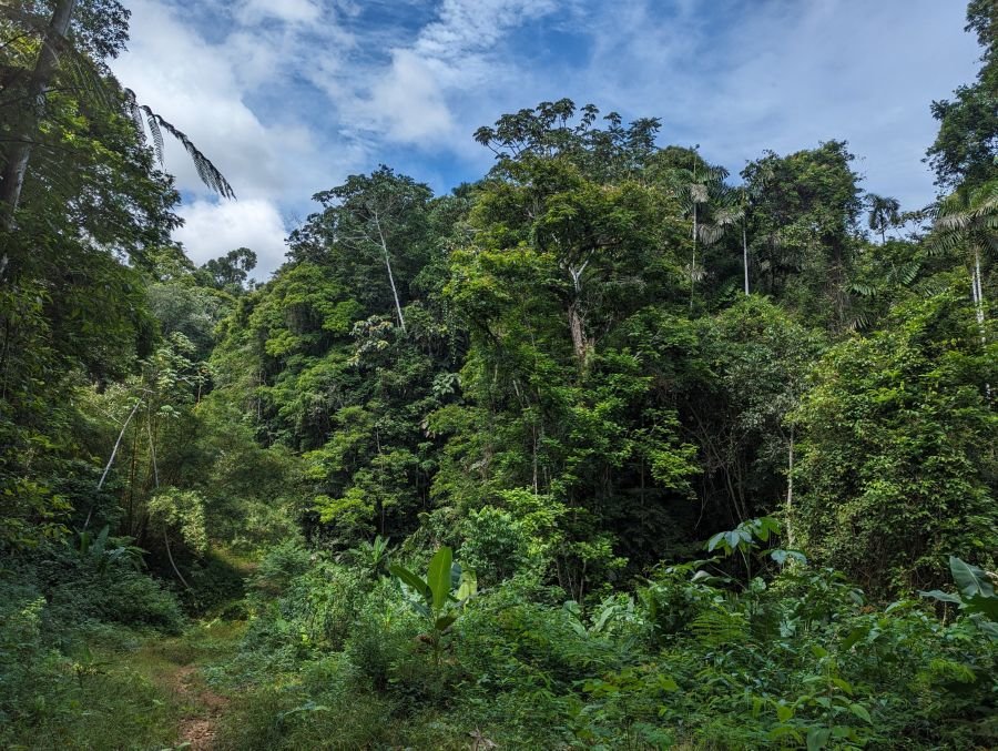 The edge of the regrowing rainforest under a cloudy sky.