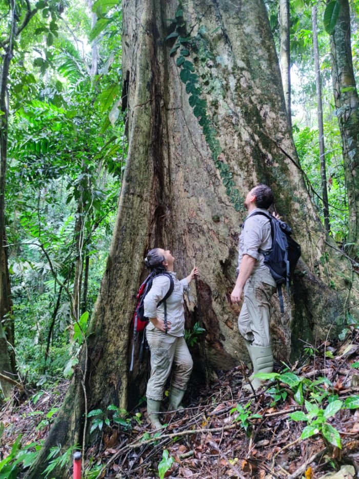 Camelia and Dacian Brandas looking up at a giant tree in Solarpunk Forest.