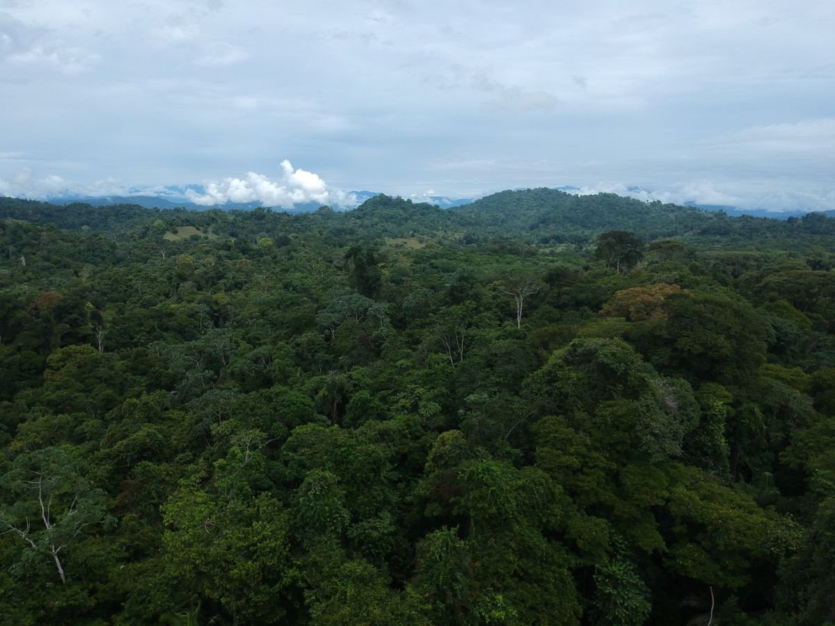 Drone view across the rainforest canopy to the hills on the horizon.