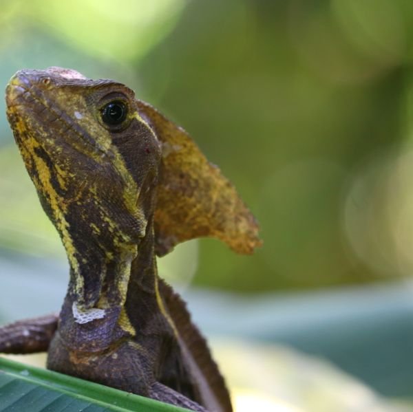 A basilisk lizard with its crested head resting on a leaf.