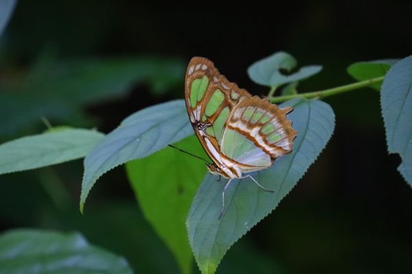 A green and brown butterfly resting on a leaf.
