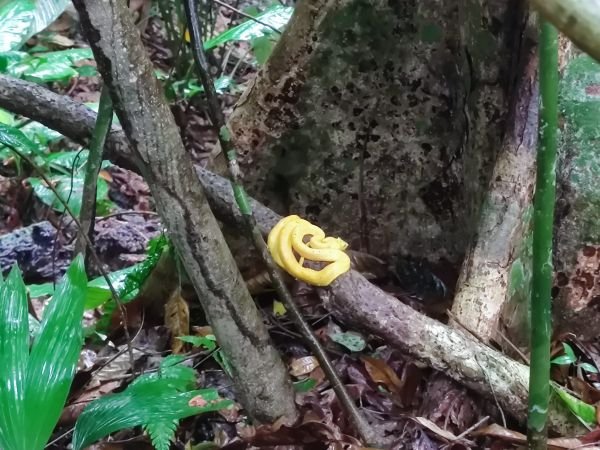 A yellow snake coiled on a branch in the understory.