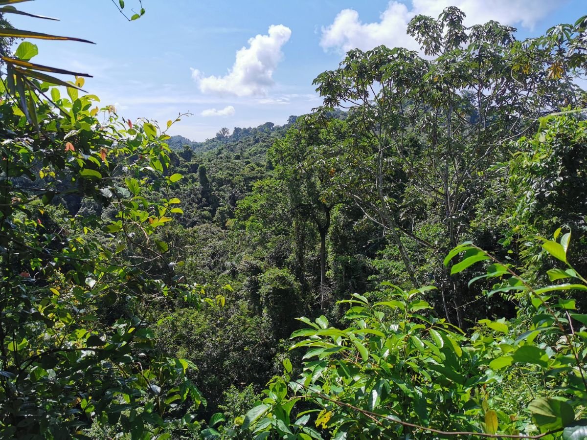 View over a forested valley under a blue sky.