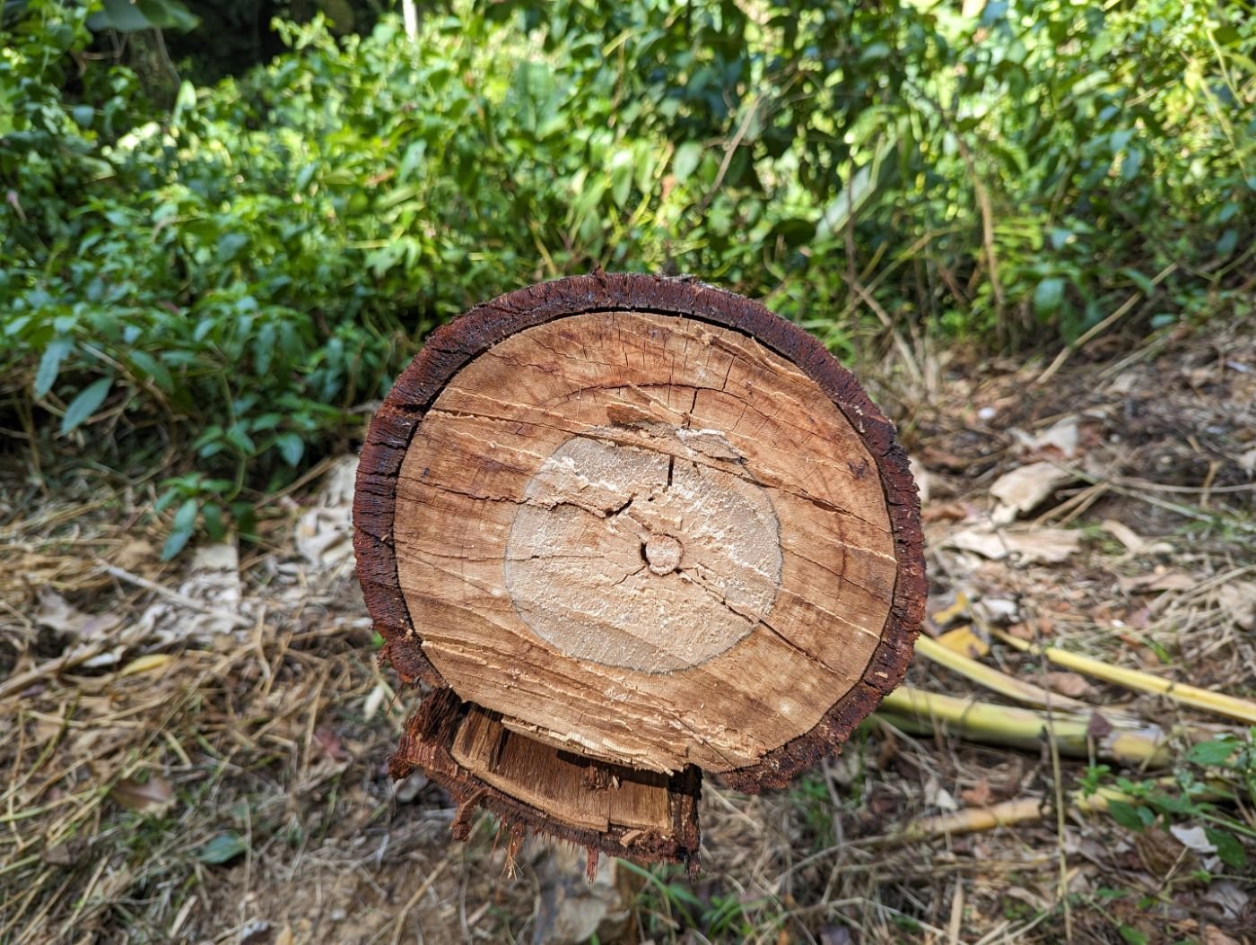 The cut end of a felled tree trunk lying in the grass.