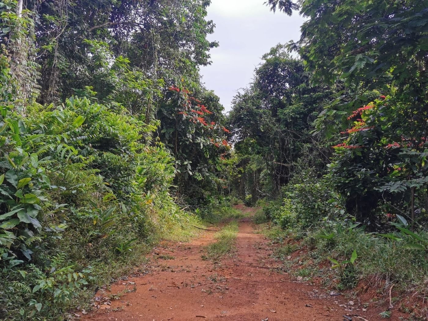 A red dirt road running through the forest.