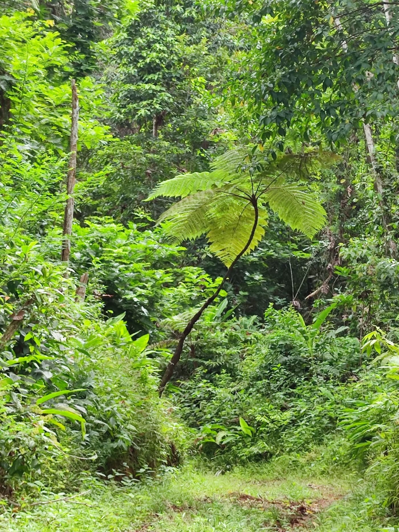 A guarumo tree among dense green forest.