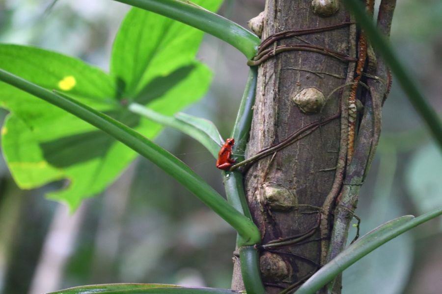 Close-up of leaves and a tree trunk in the understory.