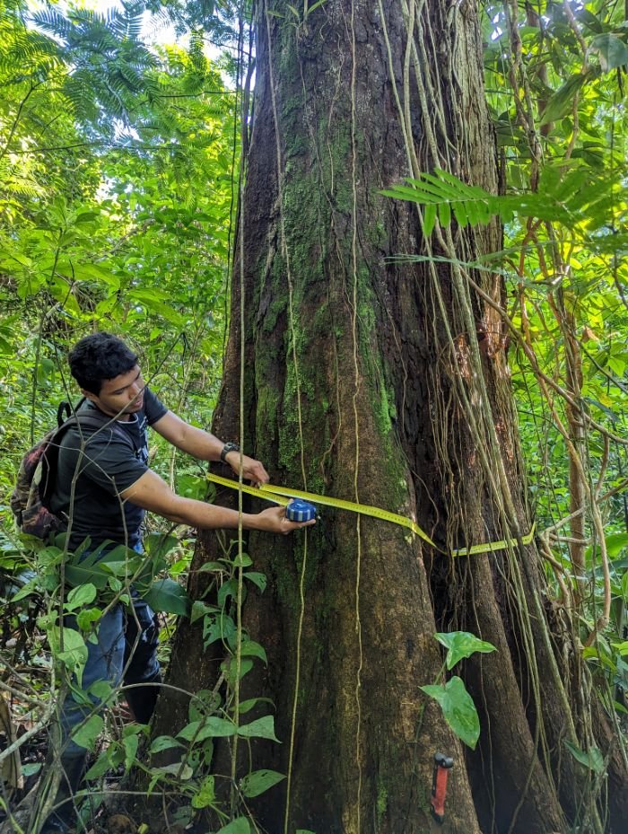 A researcher wraps a measuring tape around the trunk of a large tree in Solarpunk Forest.