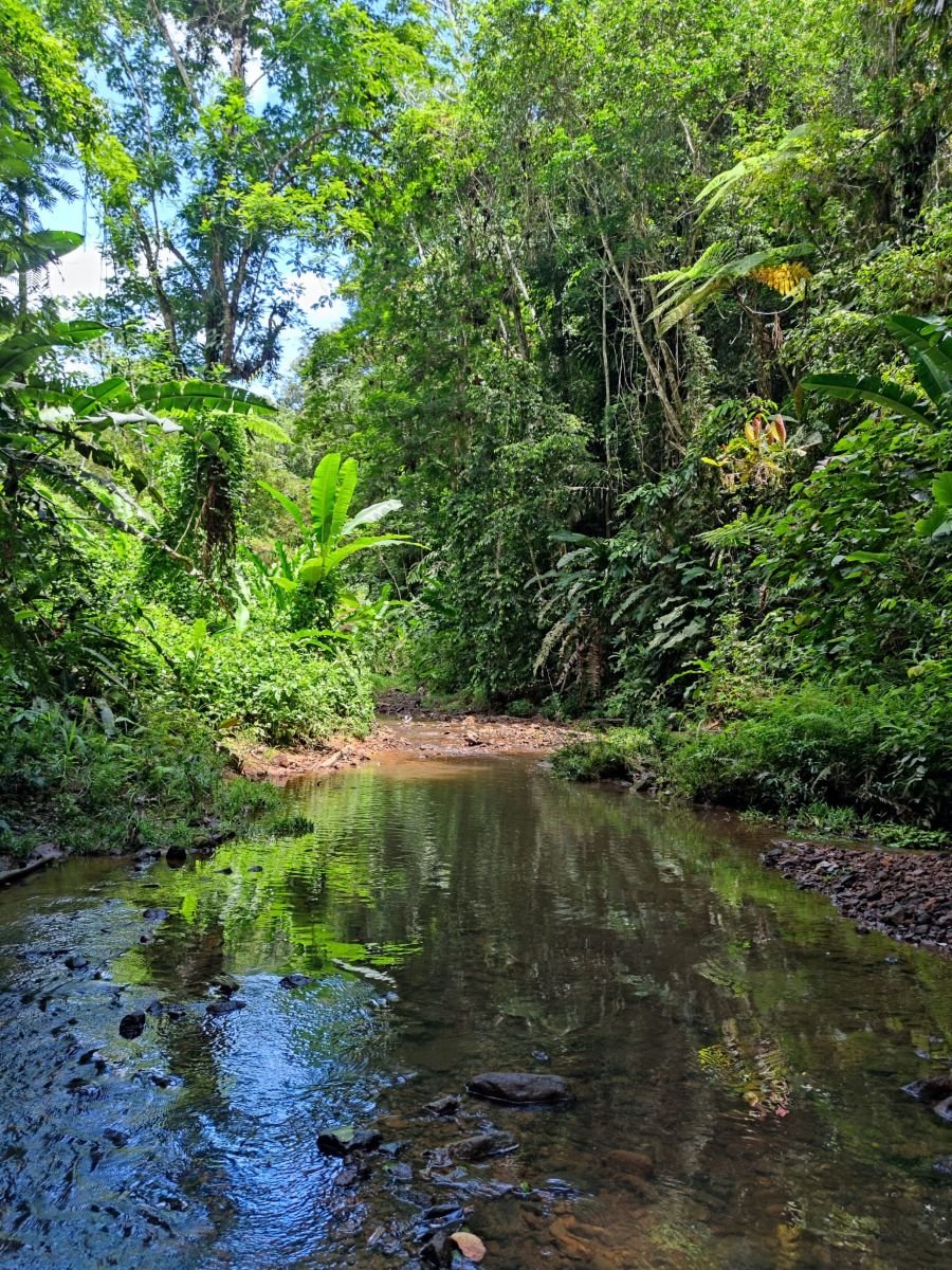A calm forest river reflecting the trees.