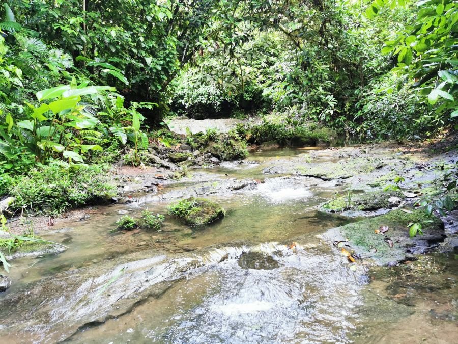 Clear water running over rocks in a forest river.